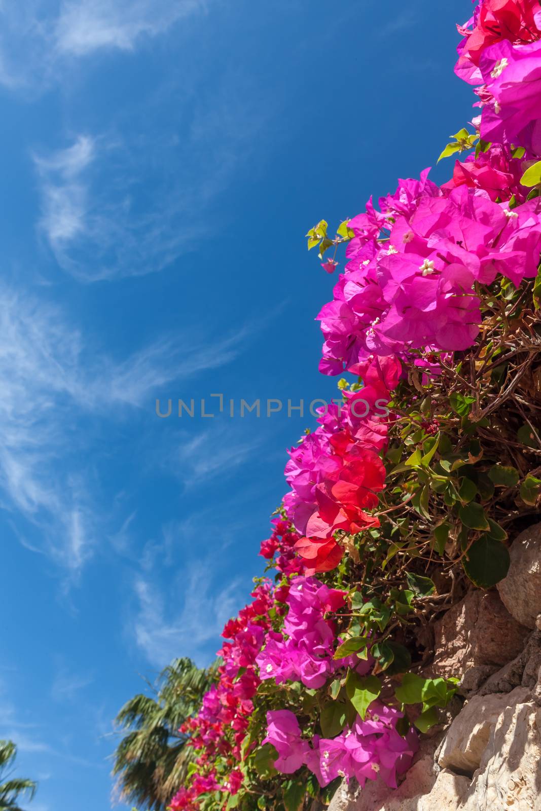 Beauty pink bougainvillea  on the background of blue sky, Sharm el Sheikh, Egypt