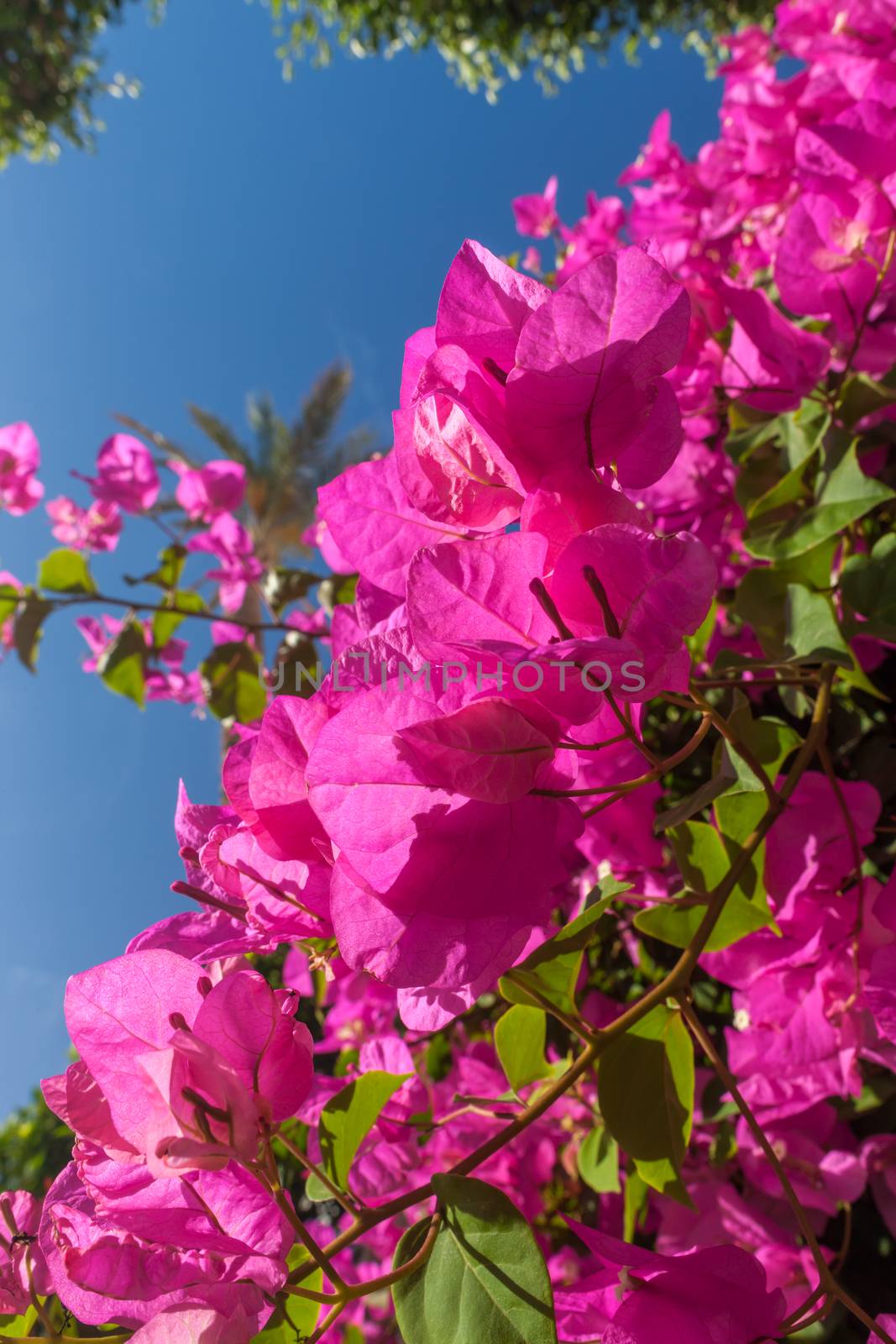 Beauty pink bougainvillea  on the background of blue sky, Sharm el Sheikh, Egypt