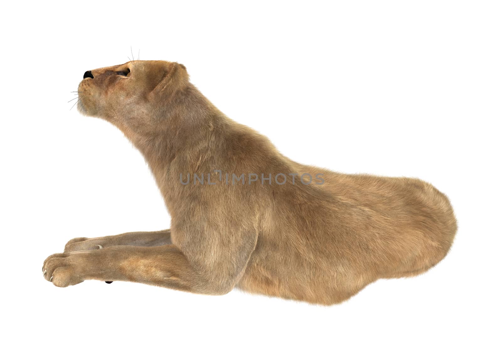 3D digital render of a female lion isolated on white background