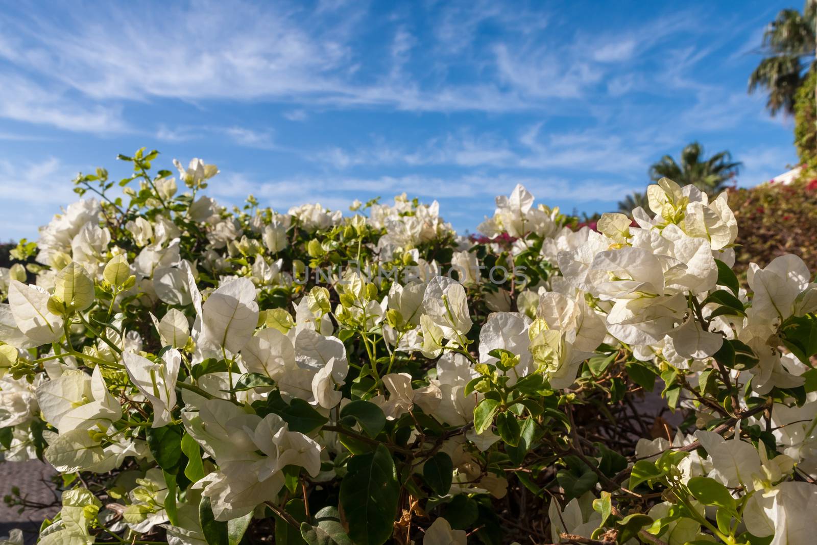 Beauty white bougainvillea  on the background of blue sky, Sharm el Sheikh, Egypt