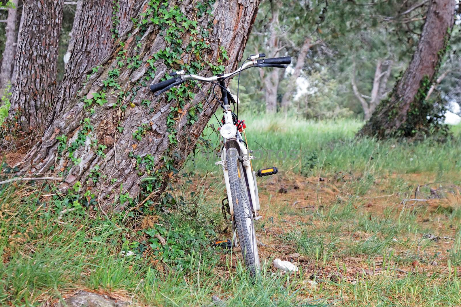 wooden landscape and standing bicycle next to tree