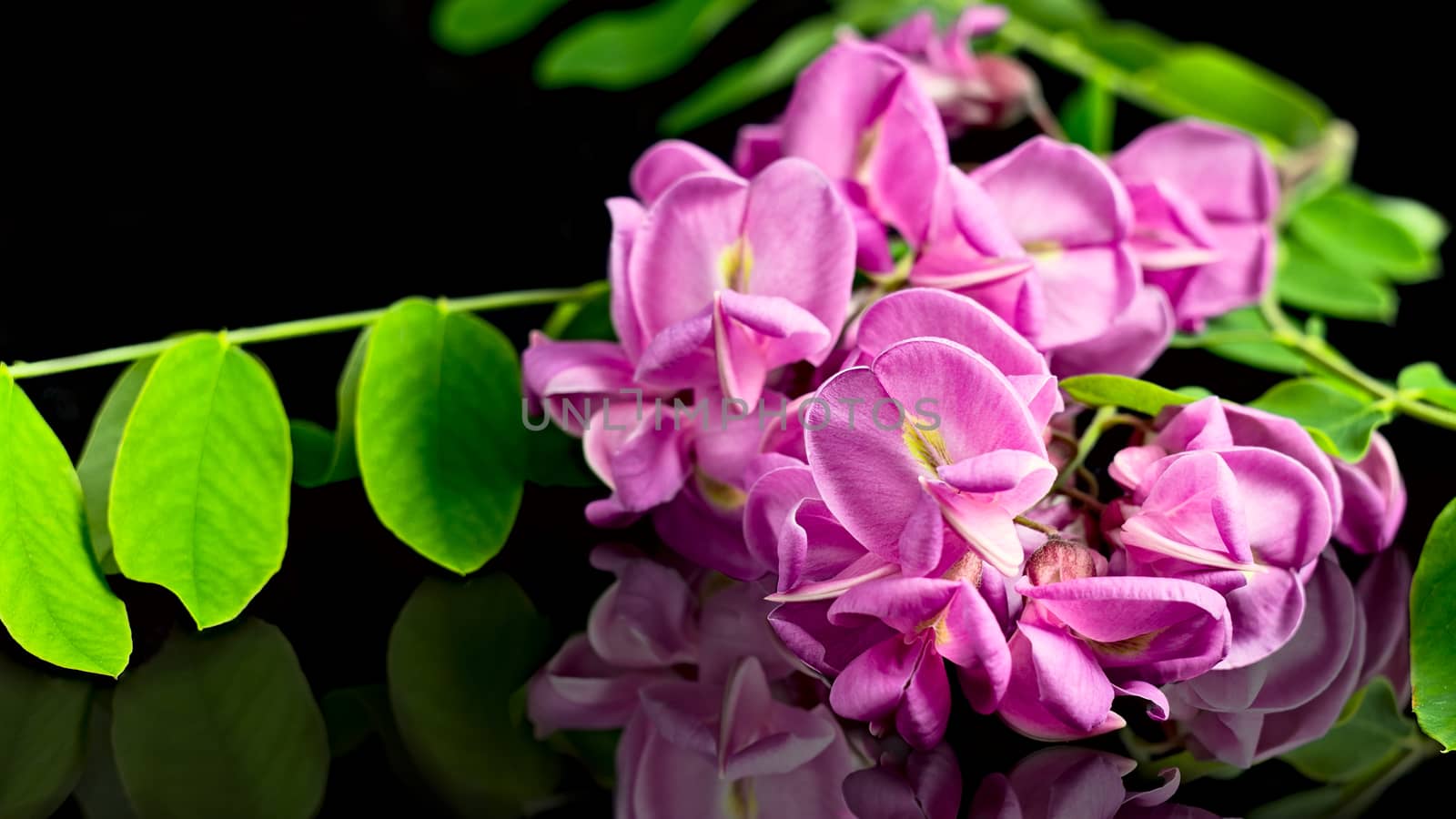 Pink flowers reflected on black plane