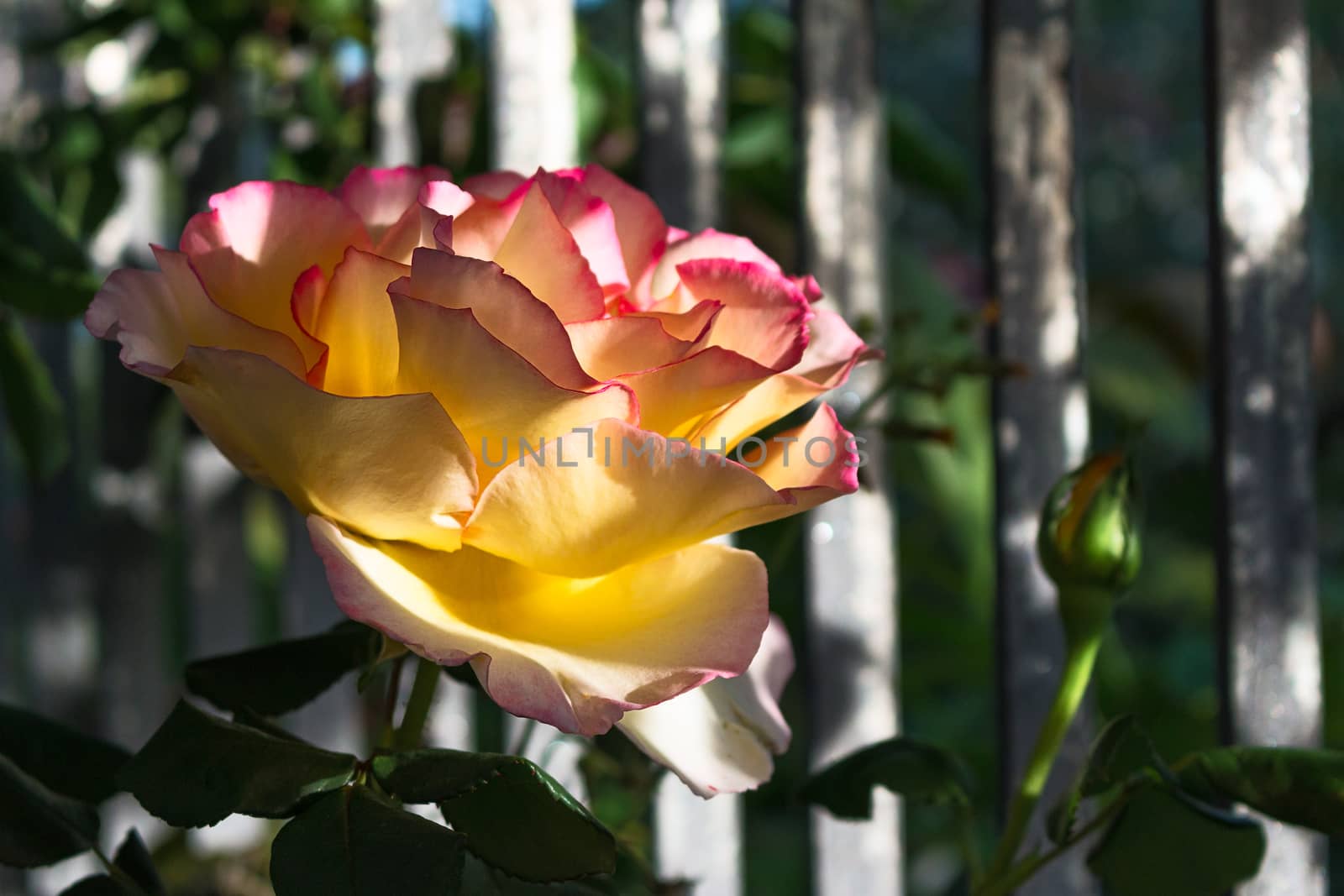Yellow rose with pink shade