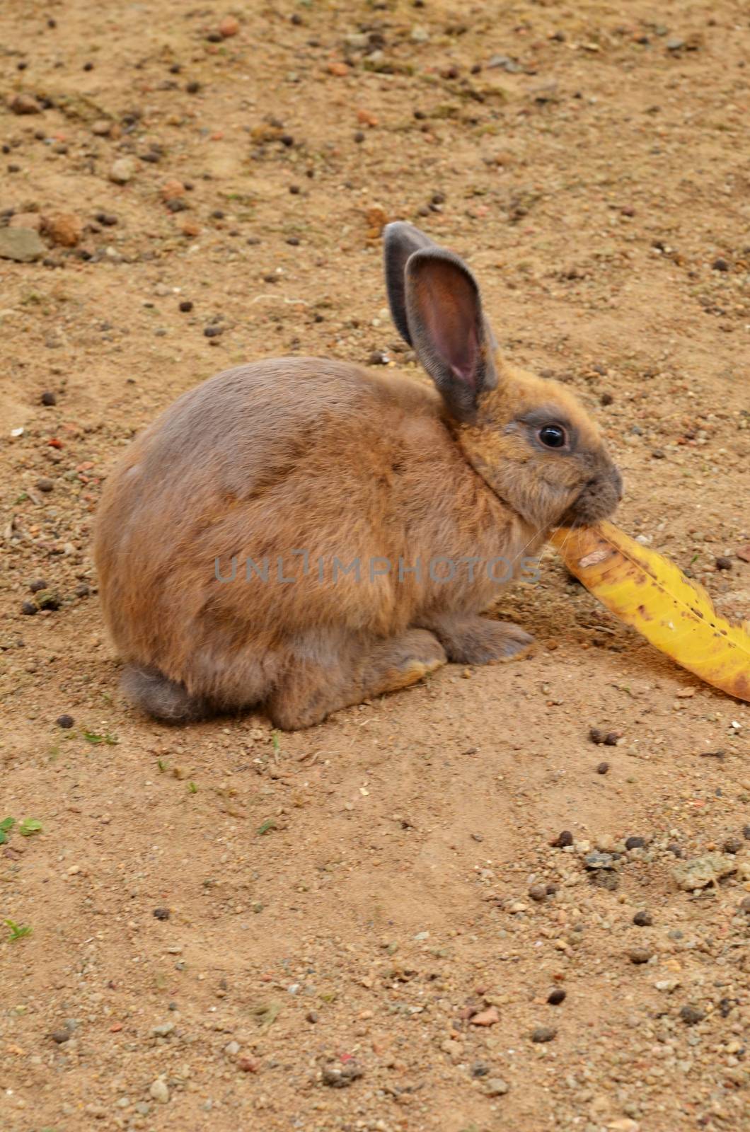 Brown rabbit by tang90246
