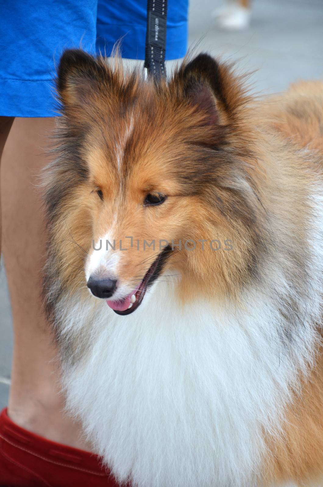 Close up photography of pretty collie dog