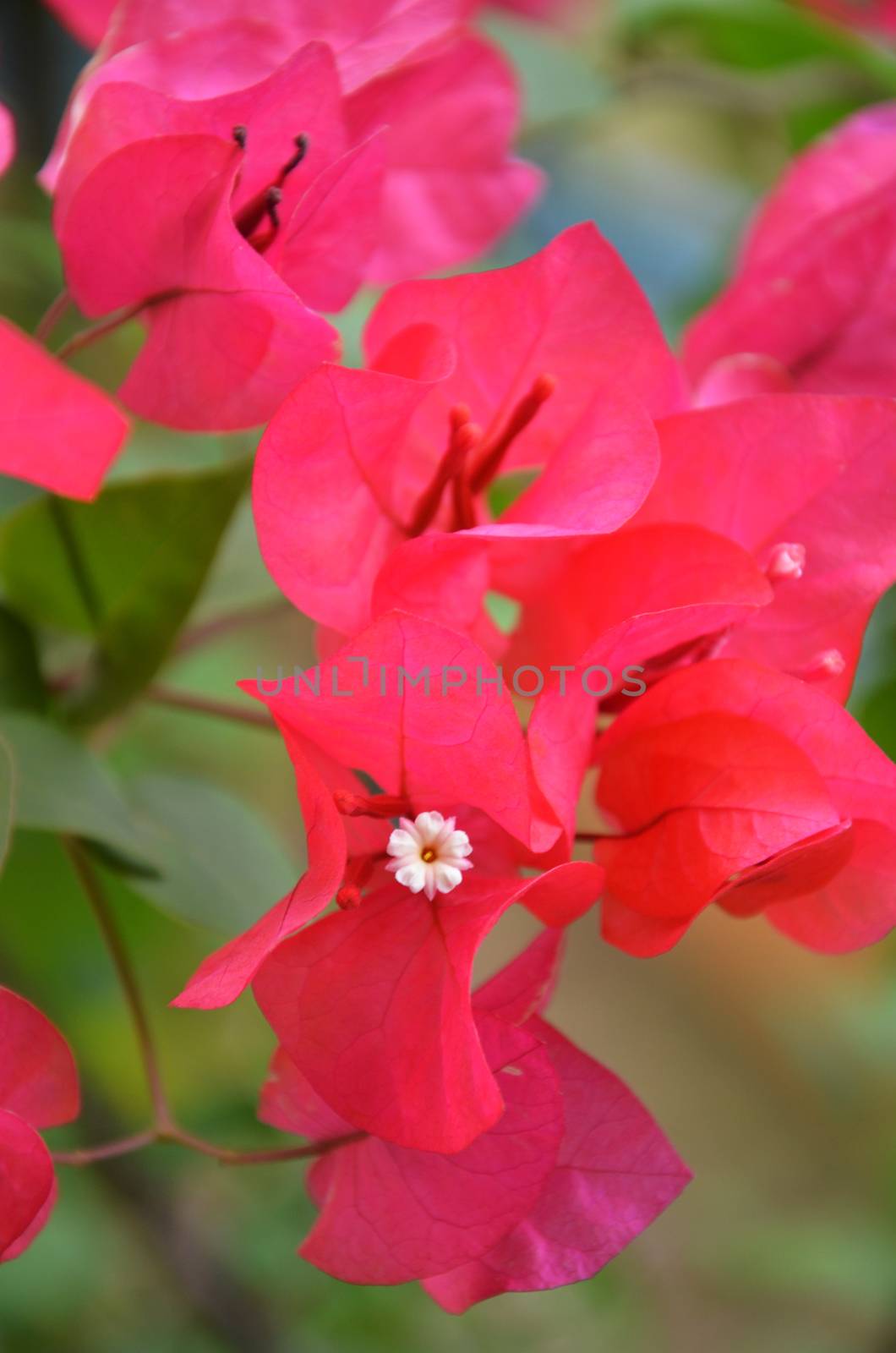 Red blooming bougainville by tang90246