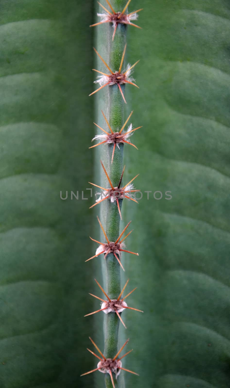 Close up of cactus by tang90246