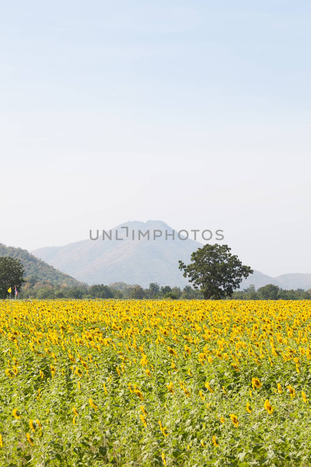 sunflower fields. Arable farming of sunflower fields. In the morning, with the back into the mountains.