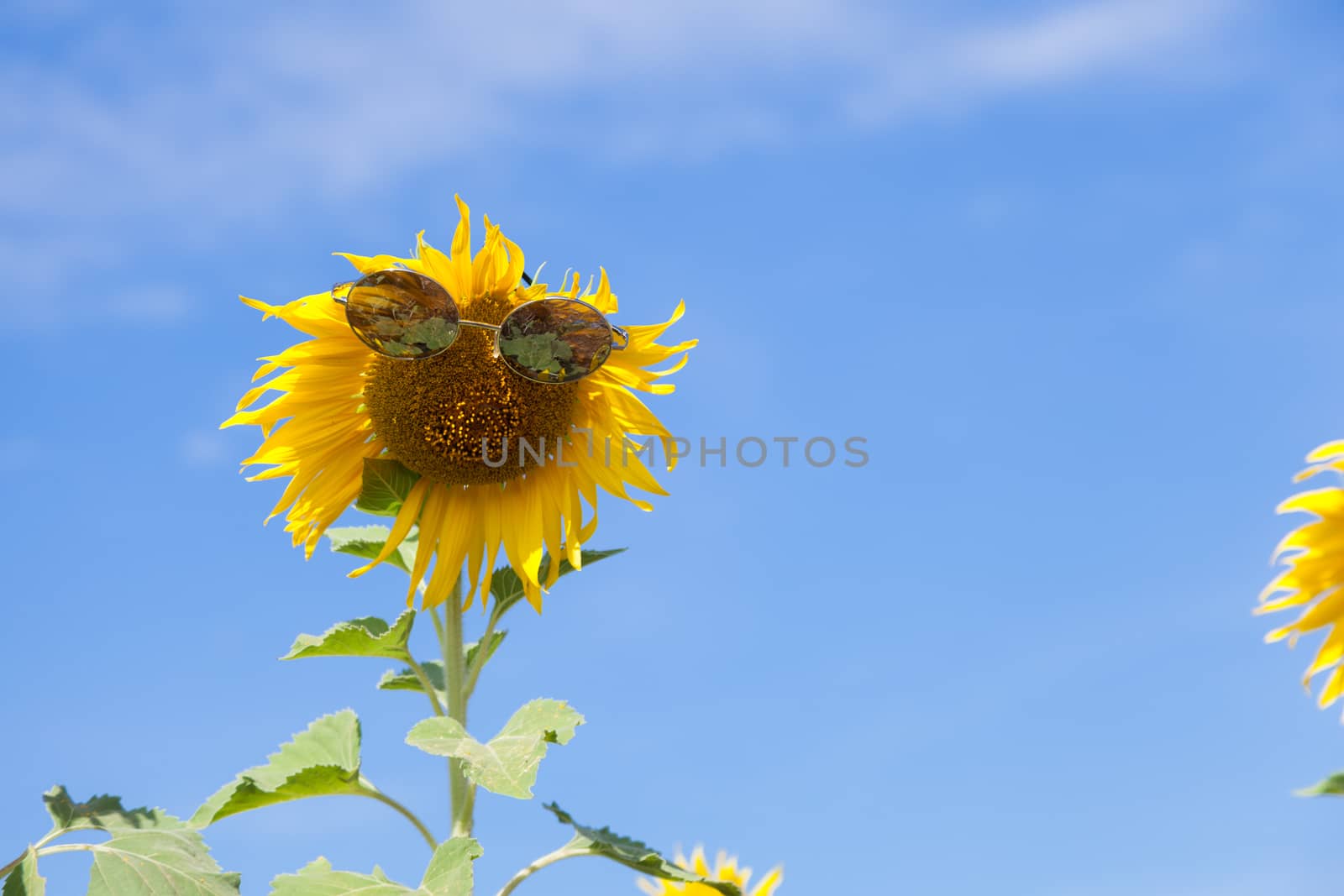 Glasses with sunflower by a454