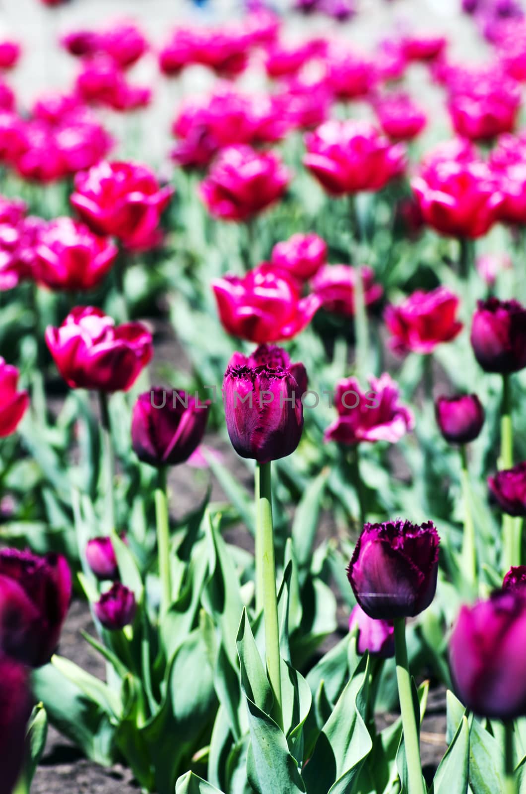 pink tulips in the garden by dolnikow