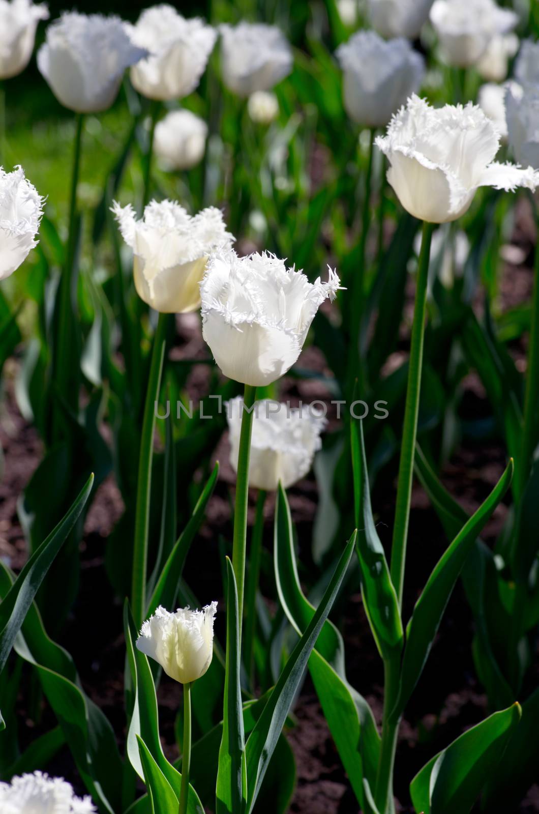 white tulips in the garden by dolnikow