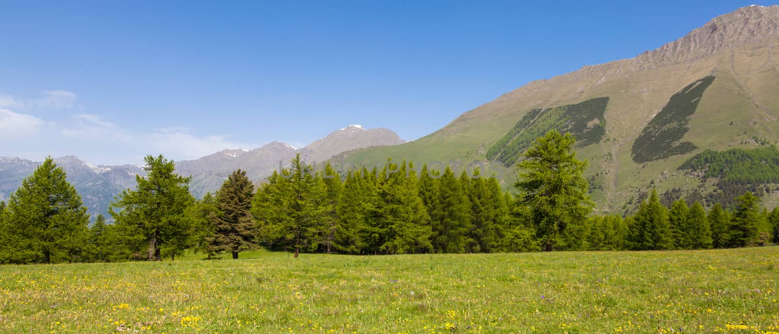 Wonderful view on Italian Alps with a forest background during a summer day. Piedmont region - North Italy.