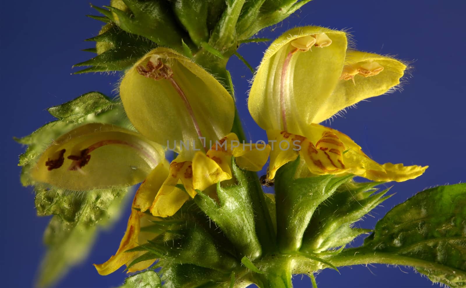 Yellow Archangel (Lamium galeobdolon) flowers.