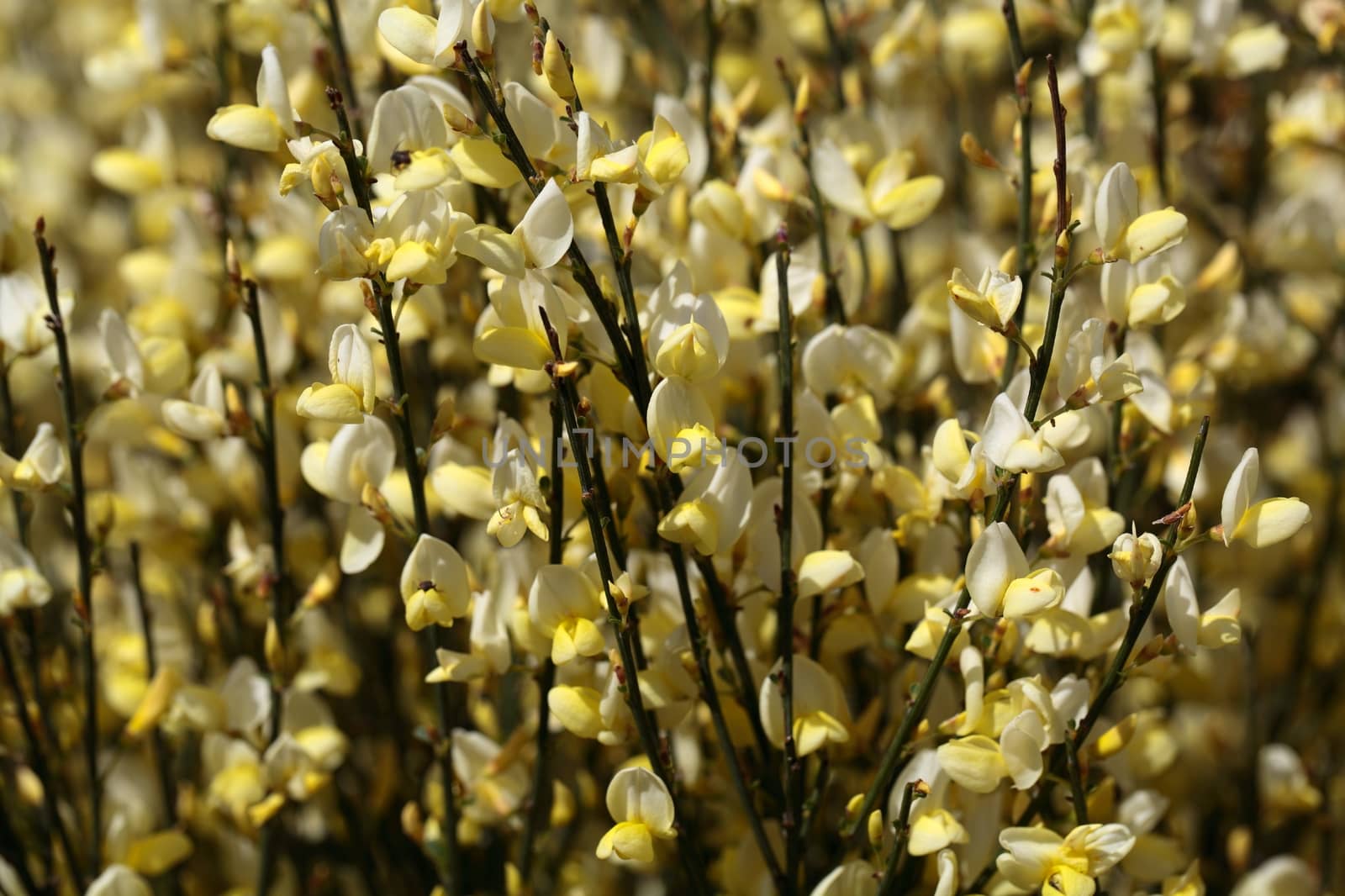 Flowers of Cytisus �praecox, an intensive smelling Broom hybrid.