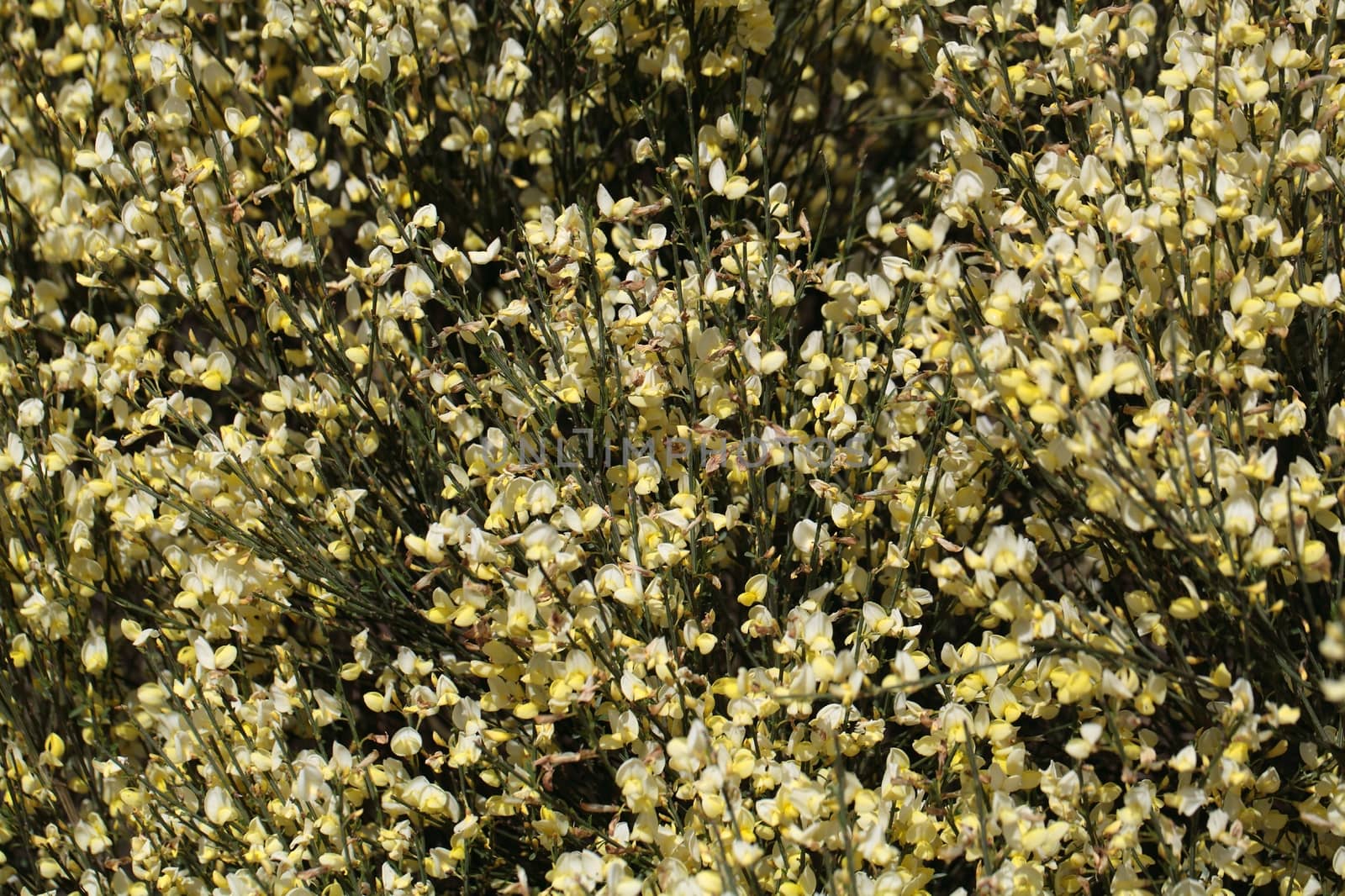 Flowers of Cytisus �praecox, an intensive smelling Broom hybrid.