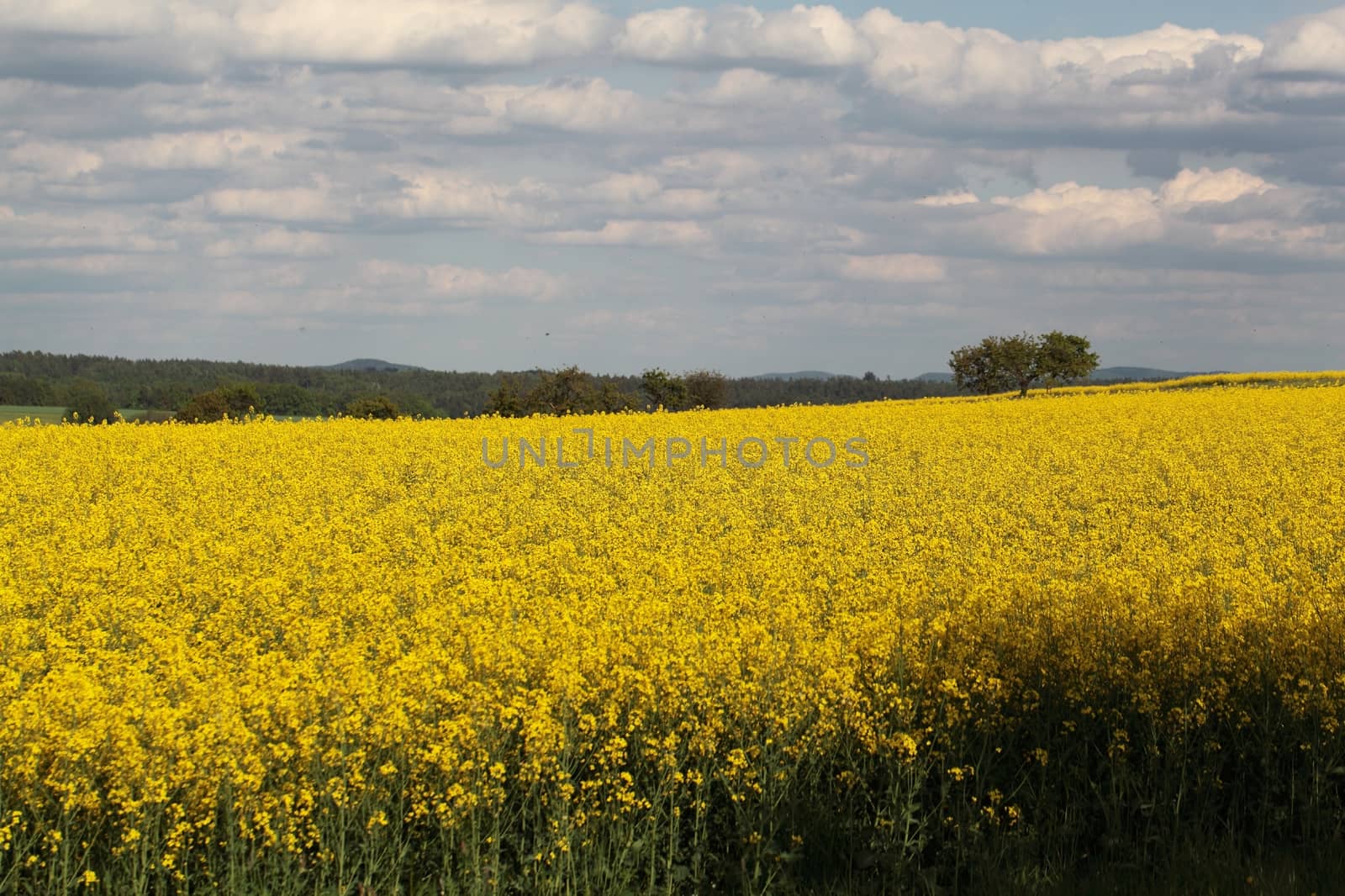 Canola field