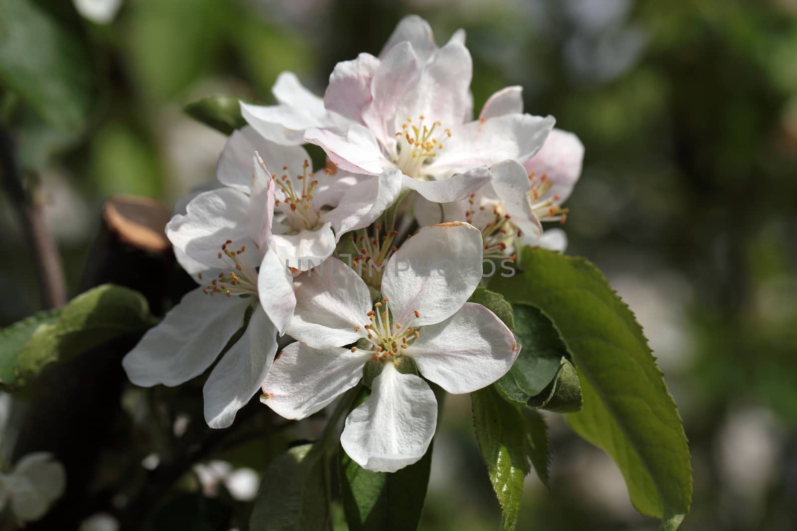 Apple tree flowers