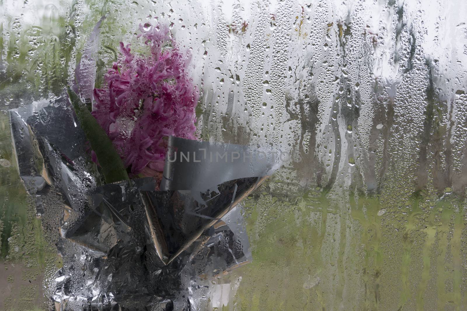 Pink Hyacinth Flower Behind of  Frosted Glass