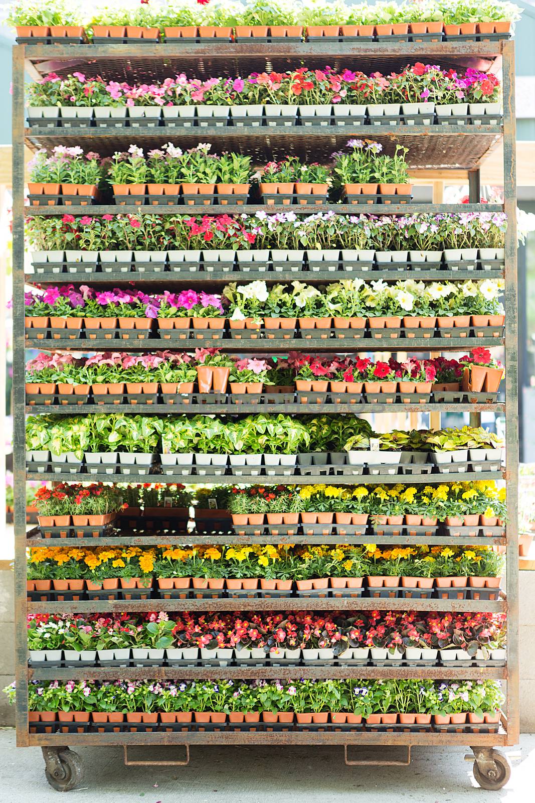 Shelves full of potted seedlings in a nursery by coskun