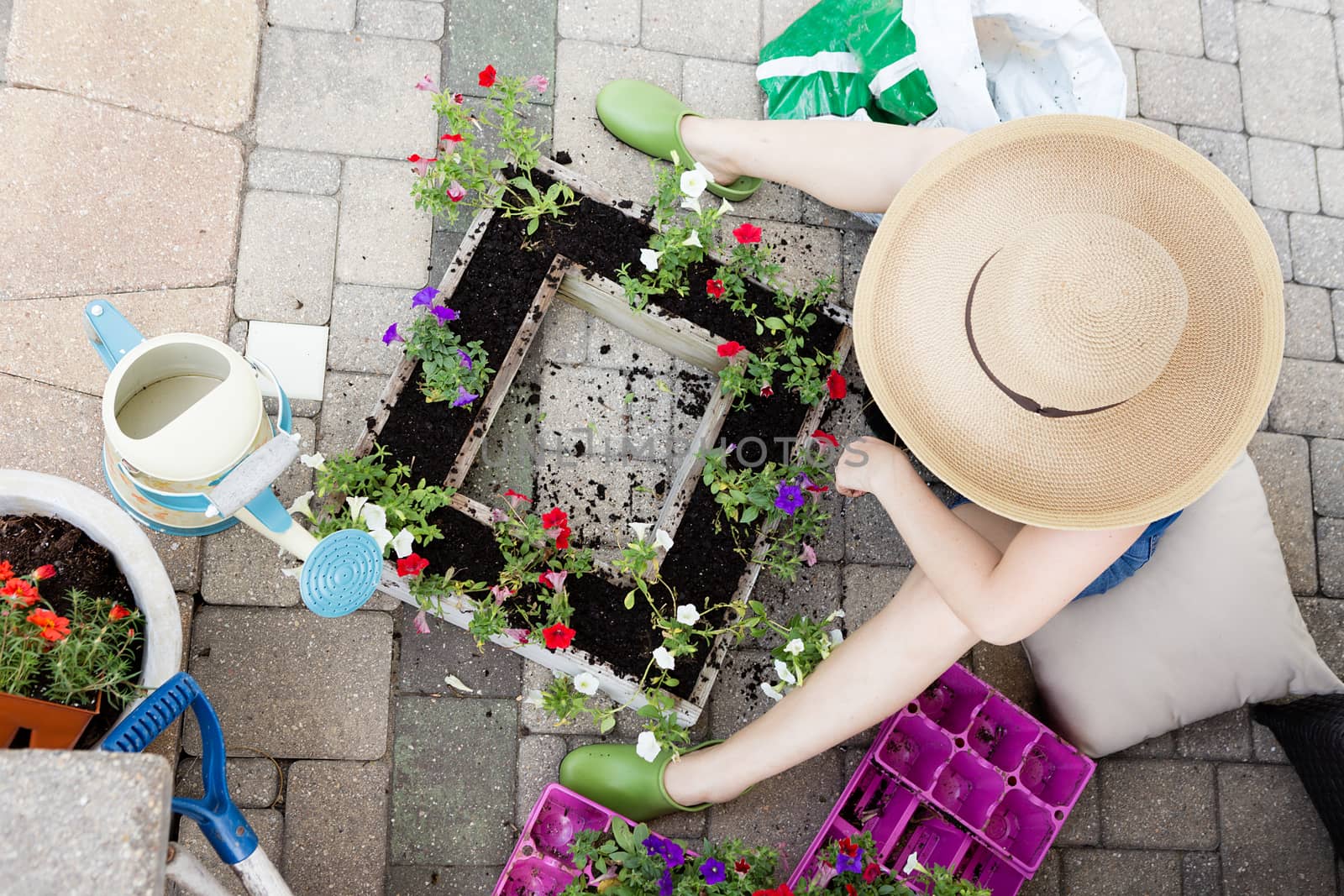 Lady gardener sitting on her brick patio in a wide brimmed straw hat transplanting colorful red and white petunias into a decorative square flowerpot at the start of spring, view from above