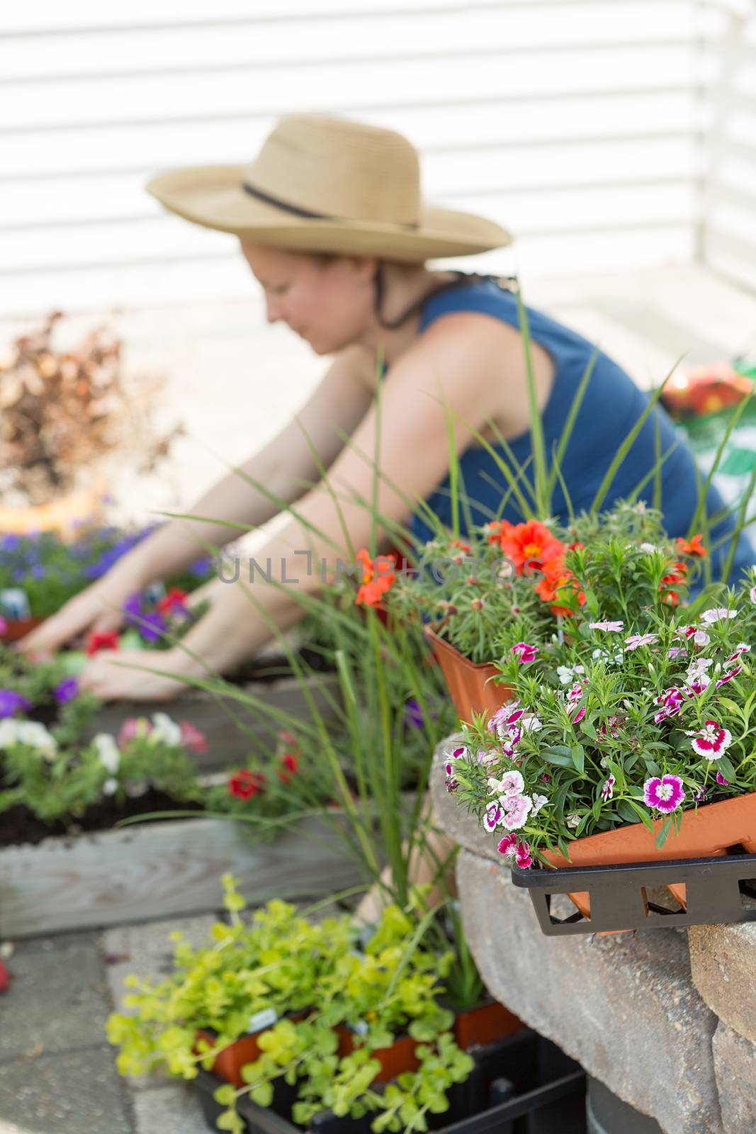 Woman potting plants and nursery seedlings into decorative flowerpots on a hot spring day sitting in the shade on her outdoor patio as she works, view past colorful flowers