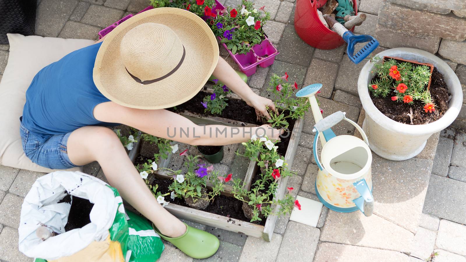 Woman planting petunia seedlings by coskun