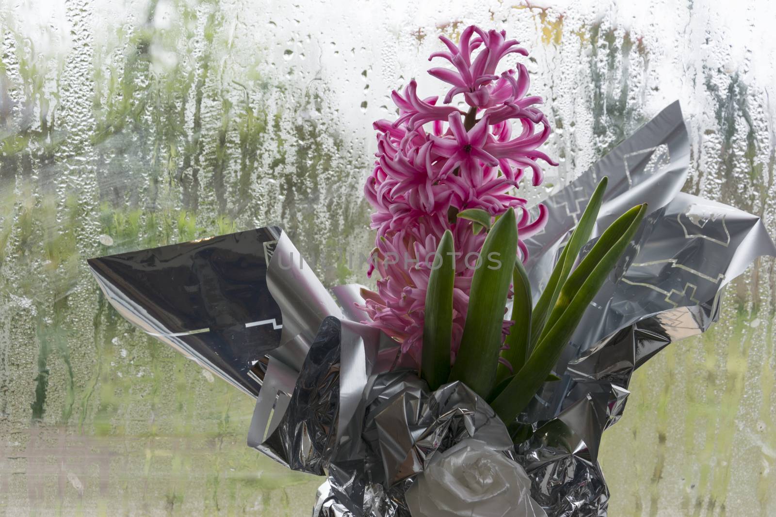 Pink Hyacinth Flower vase in Front of Frosted Glass