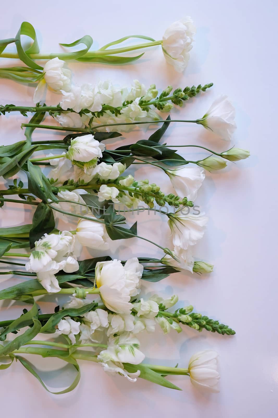 Assorment of white and green flowers laid out in a row on a white surface 