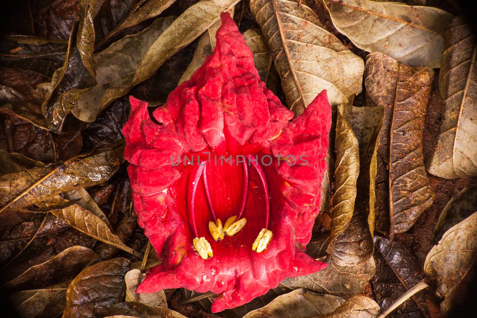 Red Flower on brown leaves. by kobus_peche