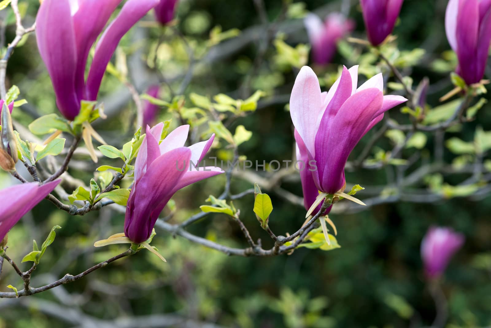 pink magnolia flowers by DNKSTUDIO