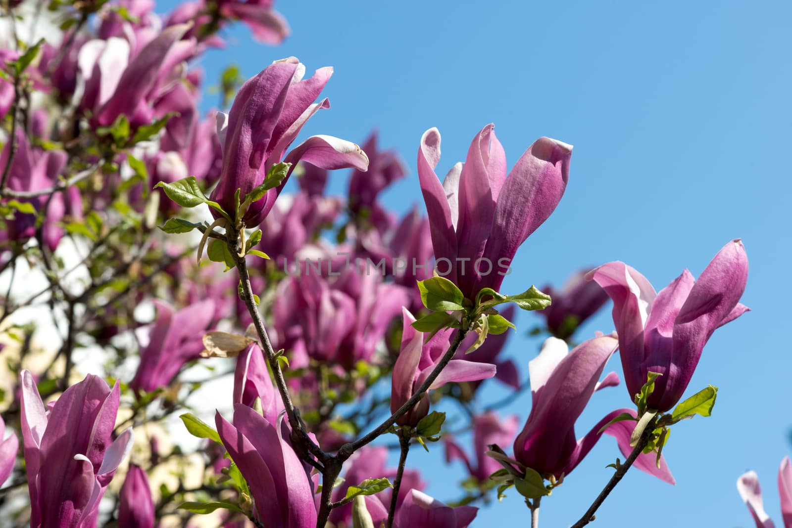 pink magnolia flowers