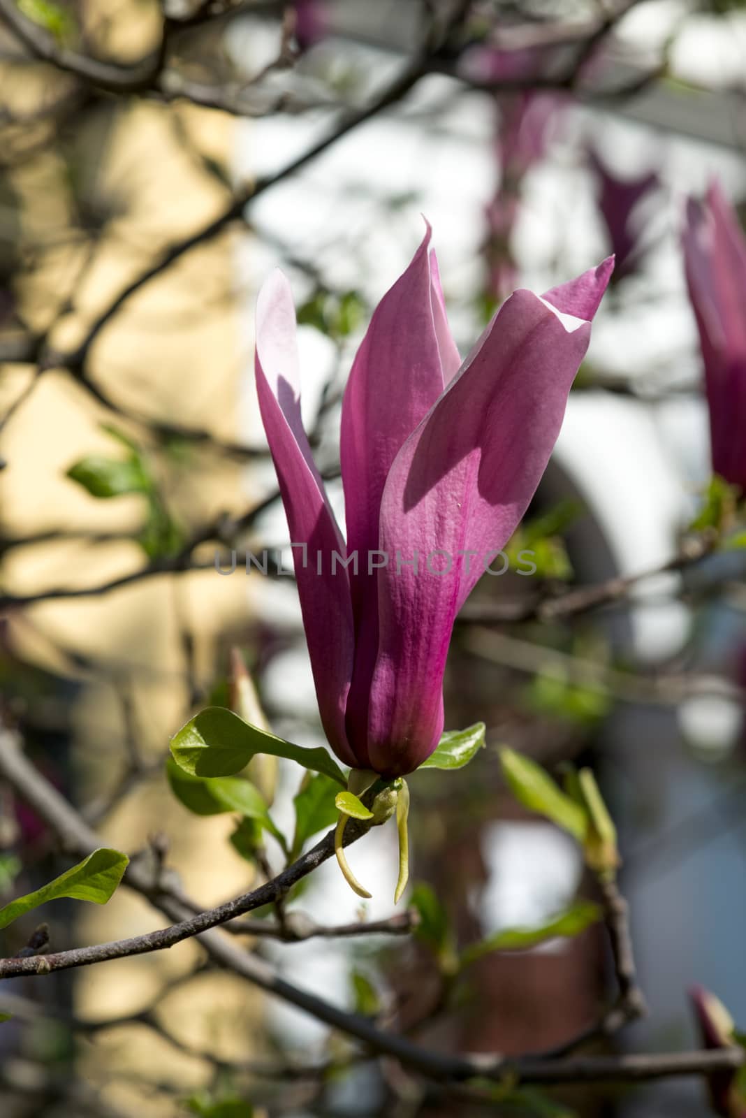 pink magnolia flowers