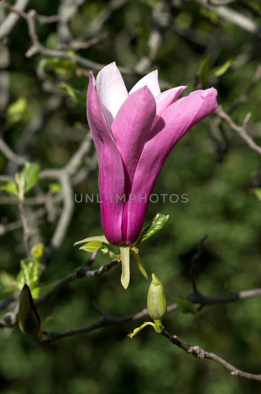 pink magnolia flowers