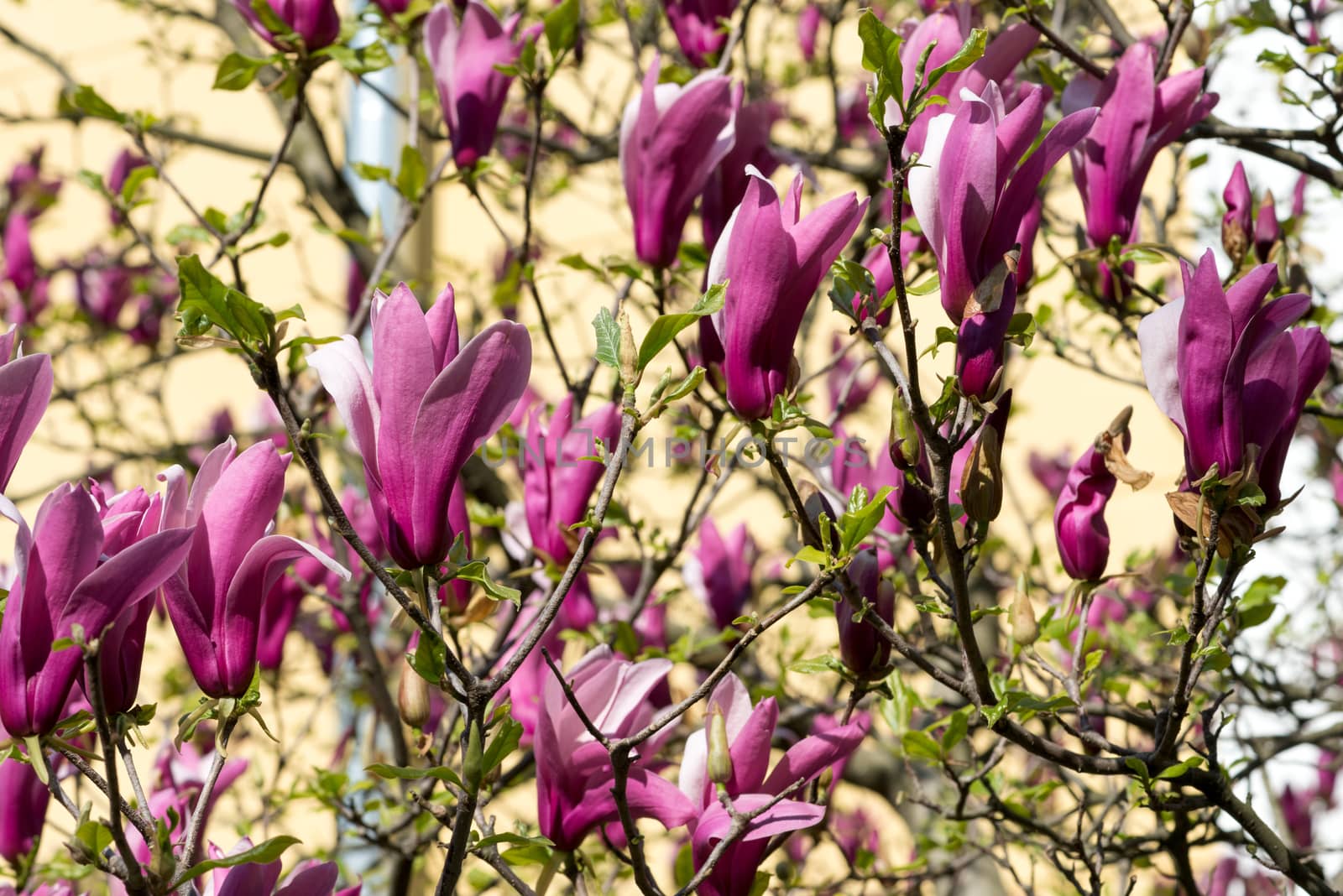 pink magnolia flowers by DNKSTUDIO