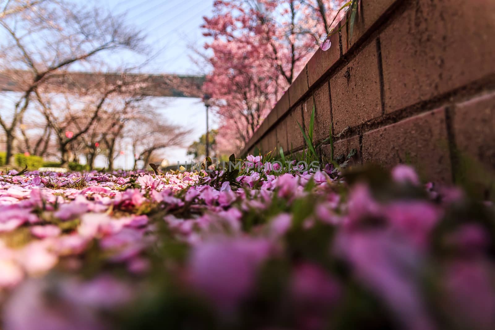 cherry blossom petals