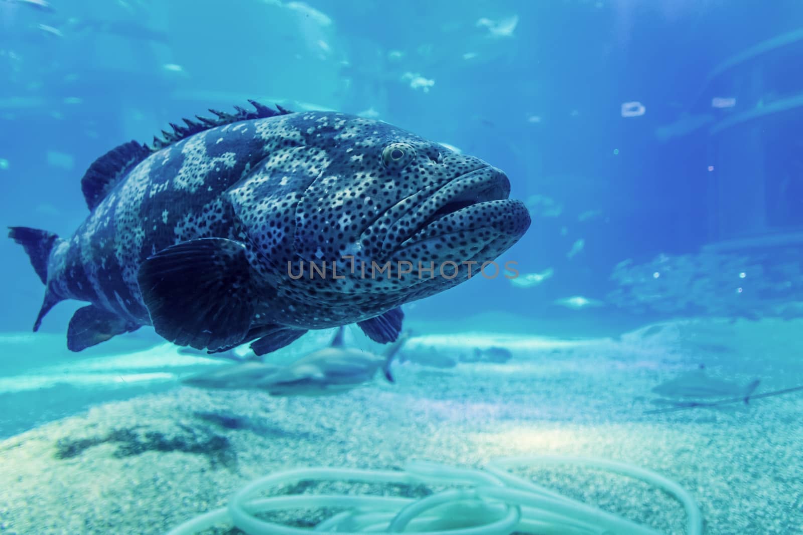 Exotic fish in the aquarium