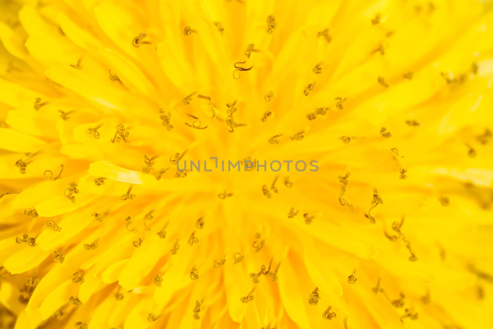 closeup yellow dandelion can be used as background