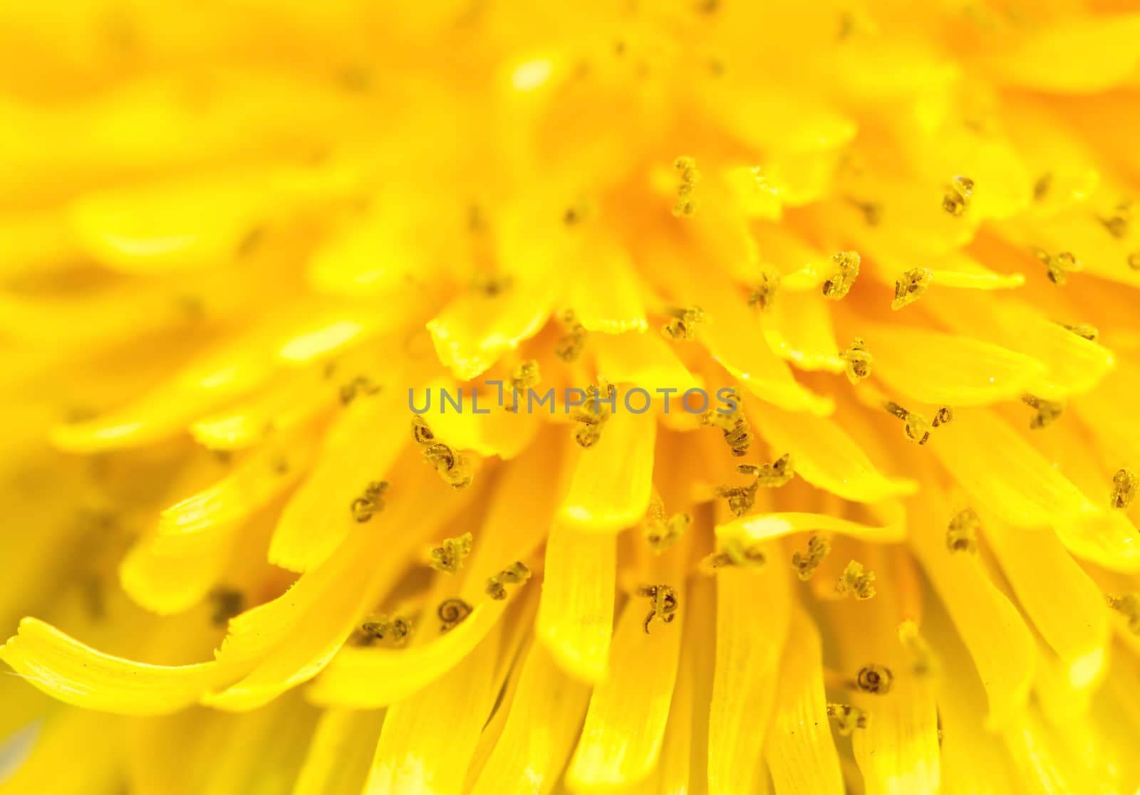 closeup yellow dandelion by Chechotkin