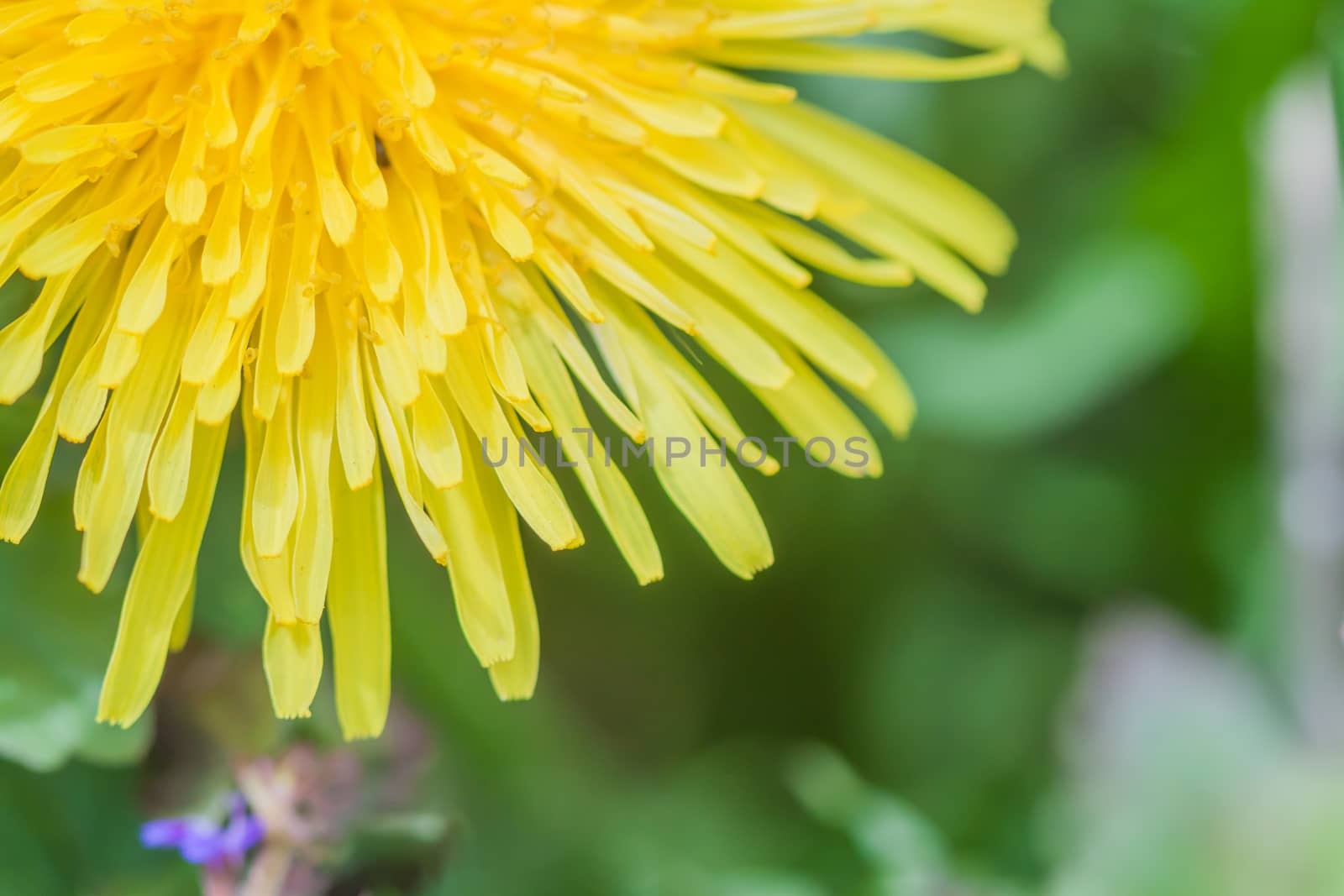 closeup yellow dandelion on green grass background