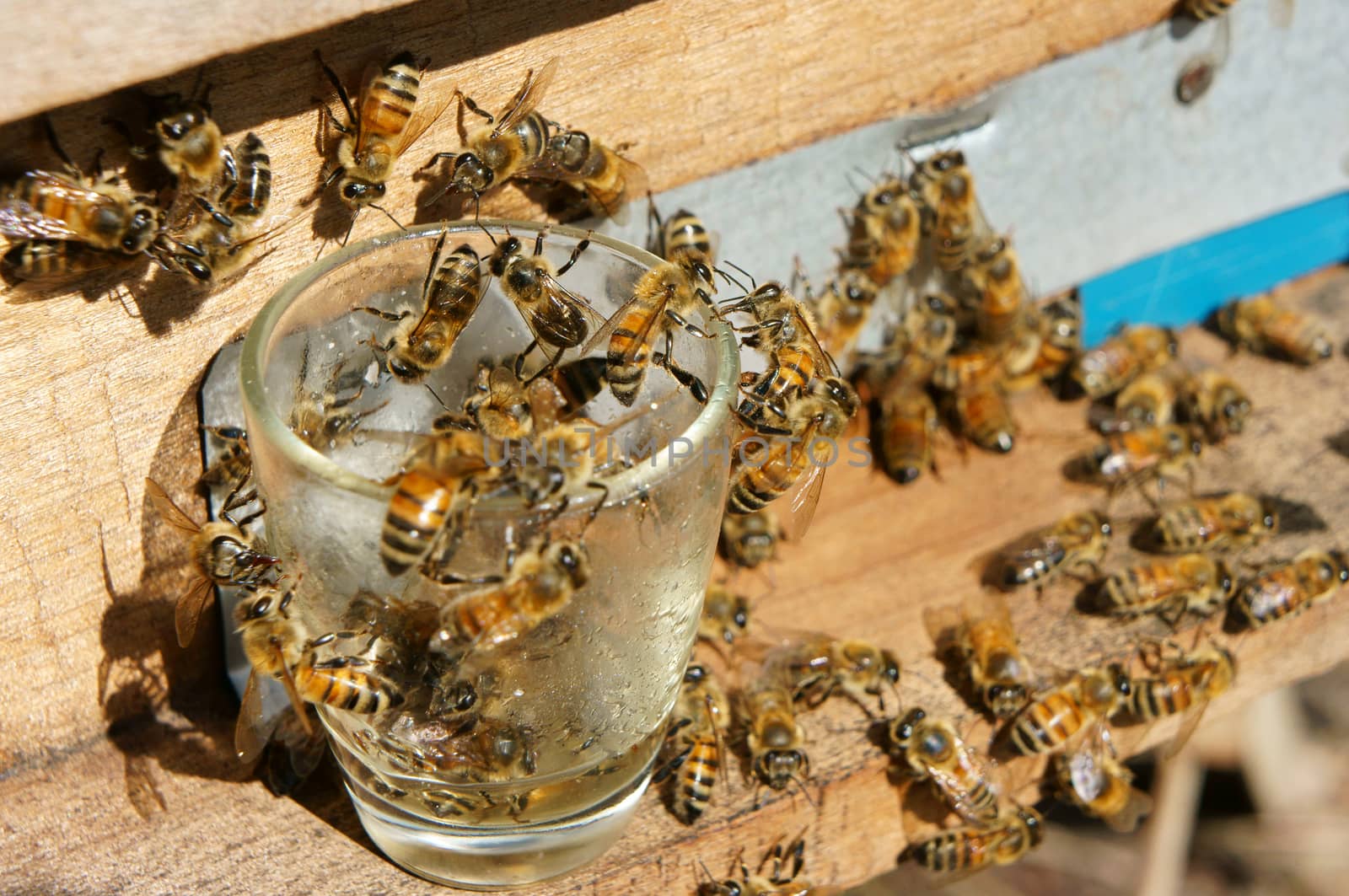 Beekeeping at Vietnam, Vietnamese agriculture, group of bee tank, group of beehive in Dalat jungle, honey is nutrition eating, bee working at bee nest