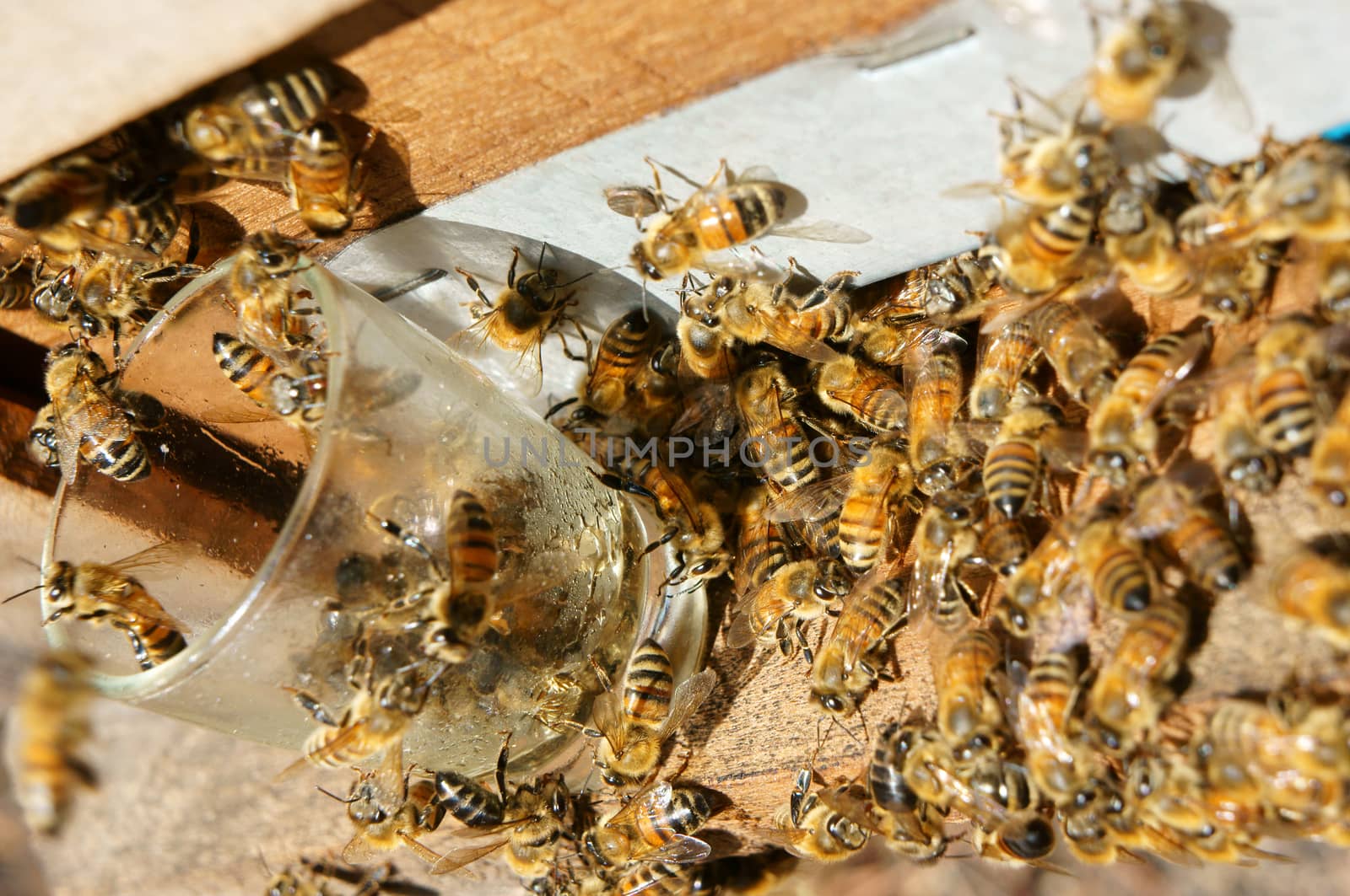 Beekeeping at Vietnam, Vietnamese agriculture, group of bee tank, group of beehive in Dalat jungle, honey is nutrition eating, bee working at bee nest