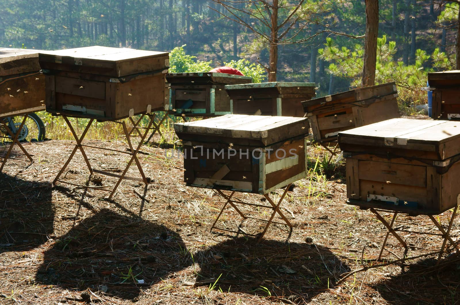 Beekeeping at Vietnam, Vietnamese agriculture, group of bee tank, group of beehive in Dalat jungle, honey is nutrition eating, bee working at bee nest