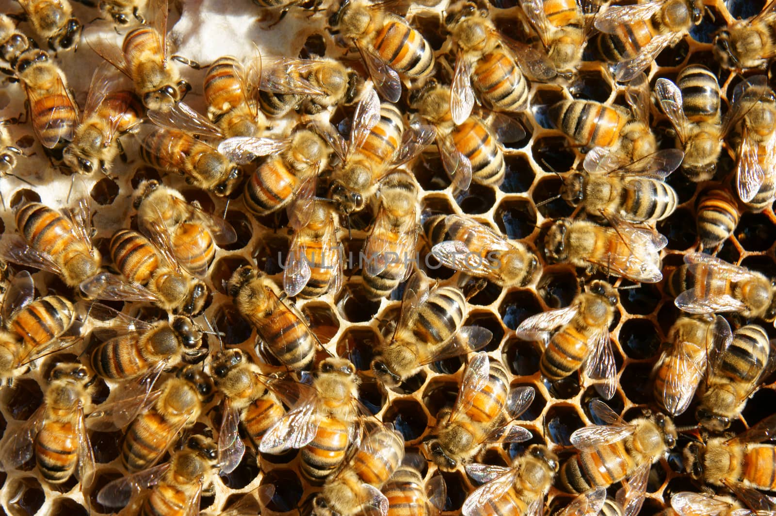 Beekeeping at Vietnam, Vietnamese agriculture, group of bee tank, group of beehive in Dalat jungle, honey is nutrition eating, bee working at bee nest