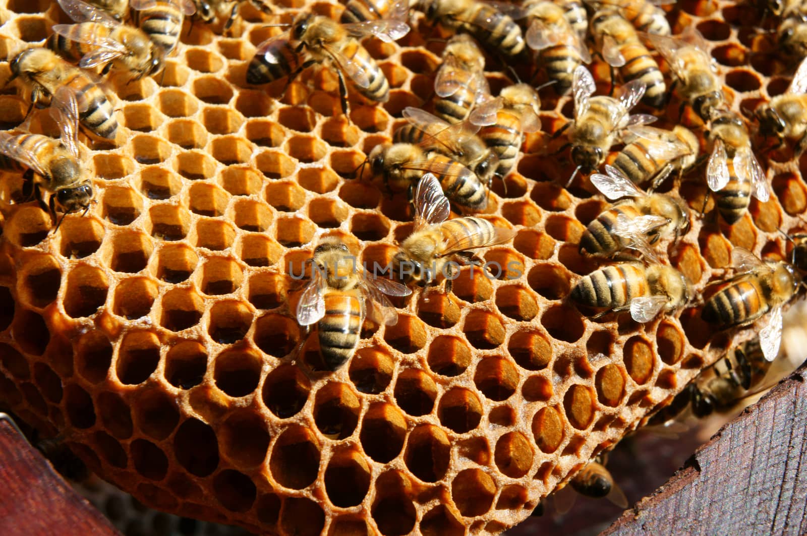 Beekeeping at Vietnam, beehive, bee honey by xuanhuongho