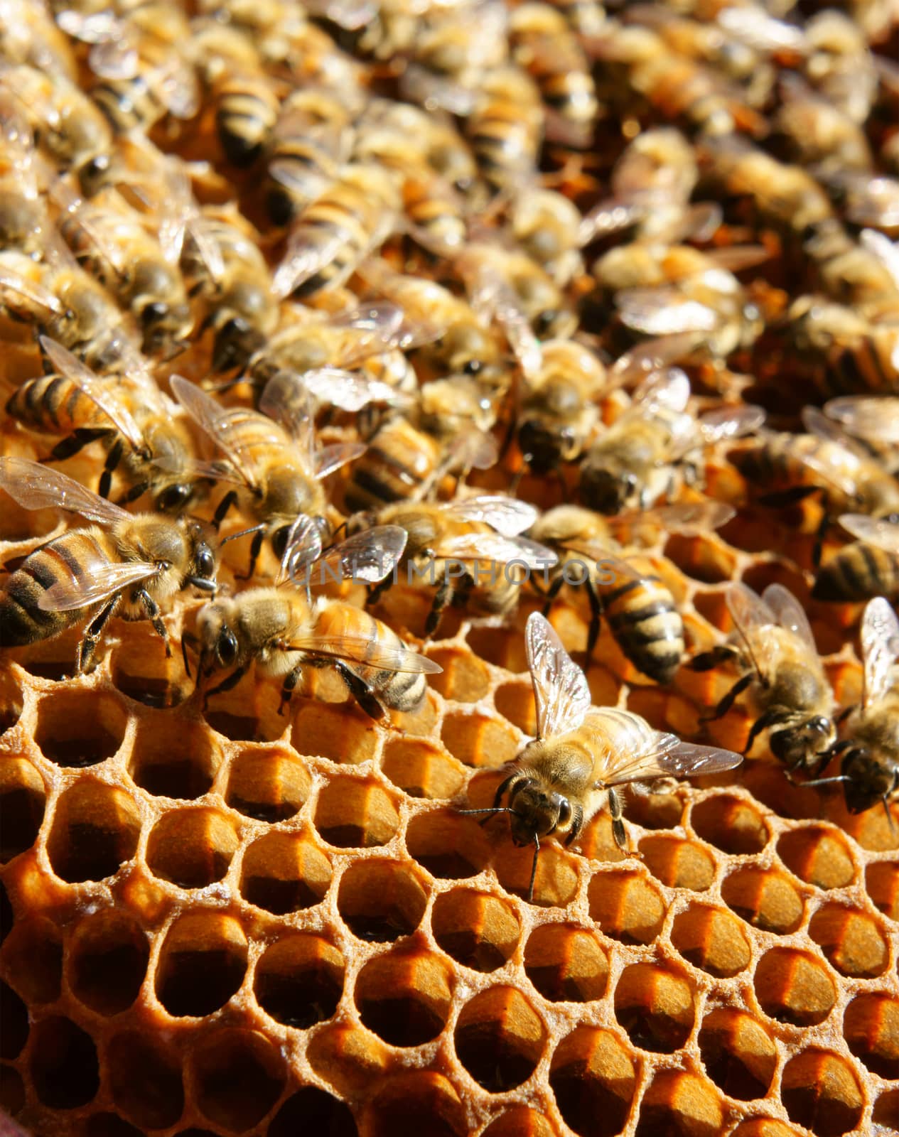 Beekeeping at Vietnam, Vietnamese agriculture, group of bee tank, group of beehive in Dalat jungle, honey is nutrition eating, bee working at bee nest