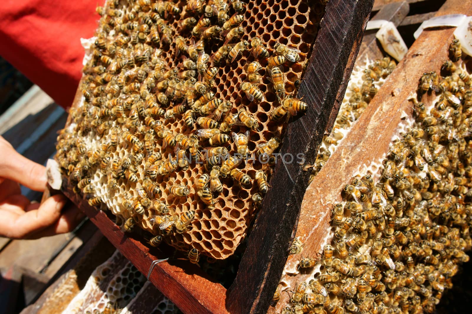 Beekeeping at Vietnam, beehive, bee honey by xuanhuongho