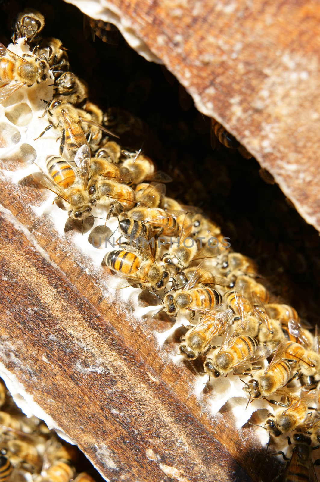 Beekeeping at Vietnam, Vietnamese agriculture, group of bee tank, group of beehive in Dalat jungle, honey is nutrition eating, bee working at bee nest