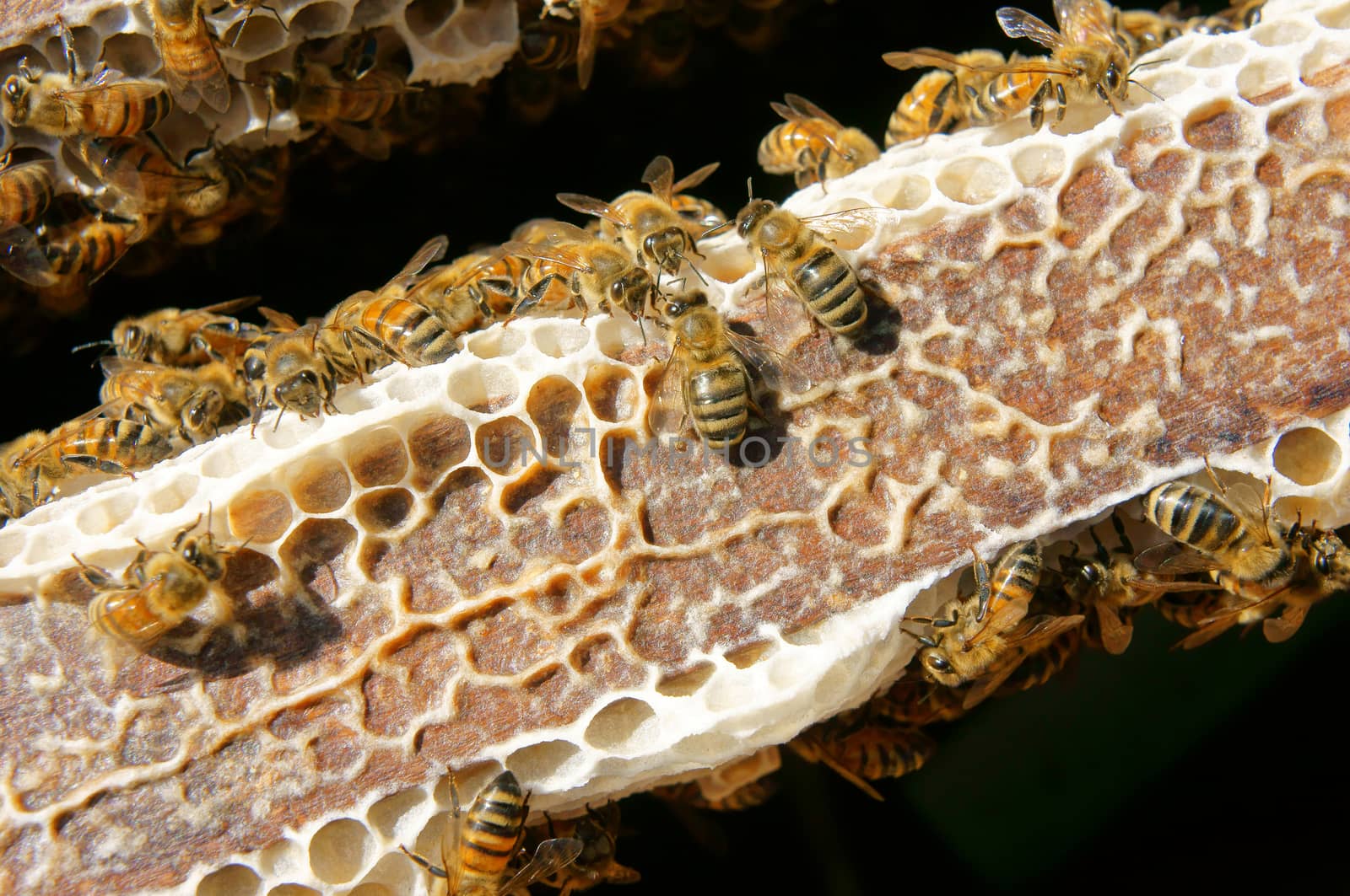 Beekeeping at Vietnam, beehive, bee honey by xuanhuongho