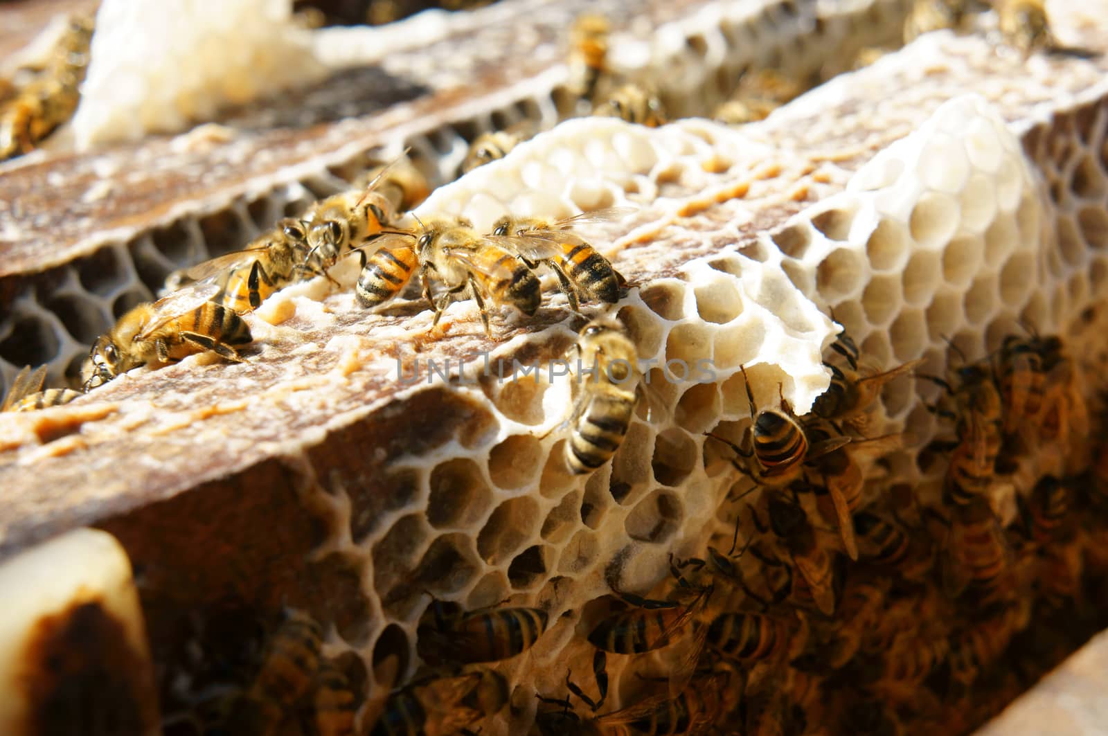 Beekeeping at Vietnam, beehive, bee honey by xuanhuongho