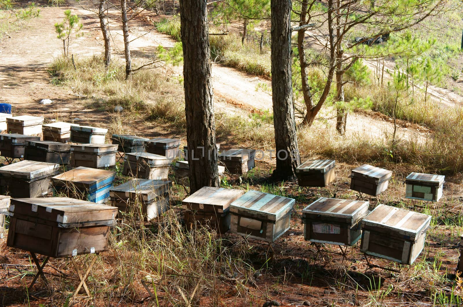 Beekeeping at Vietnam, Vietnamese agriculture, group of bee tank, group of beehive in Dalat jungle, honey is nutrition eating, bee working at bee nest